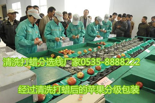 苹果清洗打蜡机