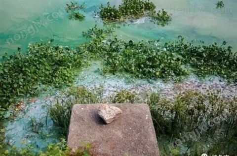 水質生物毒性在線分析儀技術參數